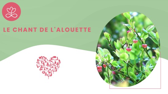 Semaine 8 : Le chant de l'alouette (21 minutes)
